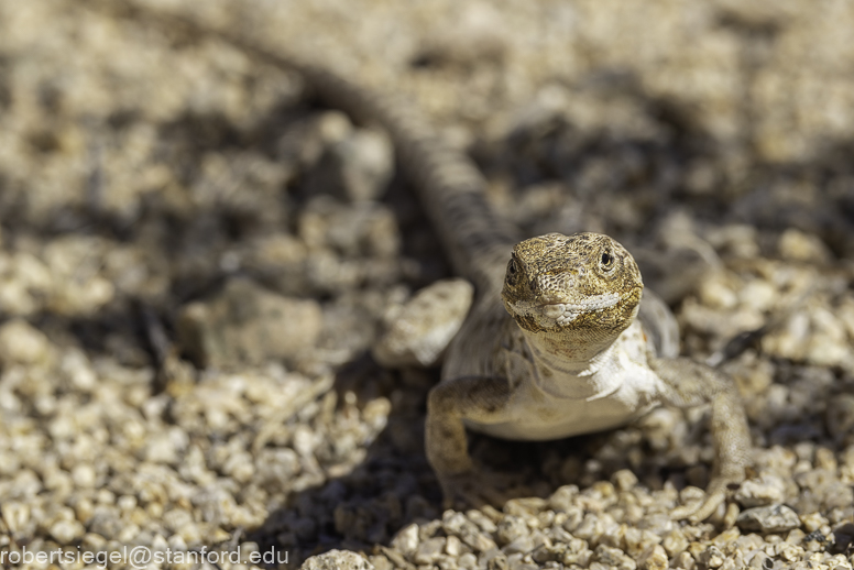 Desert Biogeography of Joshua Tree National Park